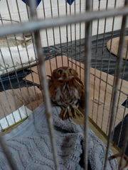 Glaucidium brasilianum