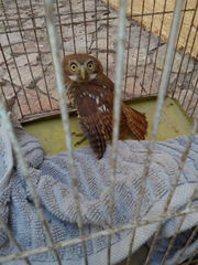 Glaucidium brasilianum