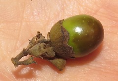 Vitex patula