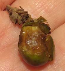 Vitex patula