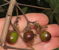 Vitex patula