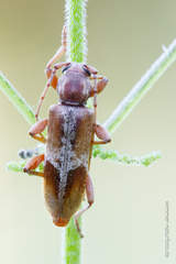 Trichoferus pallidus