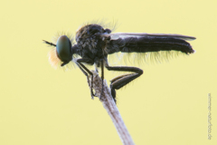 Holopogon nigripennis