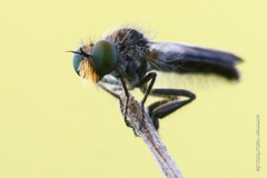 Holopogon nigripennis