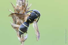 Stenodynerus bluethgeni