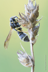 Stenodynerus bluethgeni