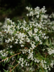Leucopogon pimeleoides