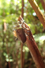 Andocamaria formosana