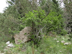 Rhamnus alpina
