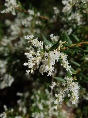 Leucopogon pimeleoides