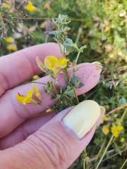 Genista pilosa