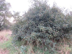 Vitex patula