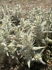 Phlomis bruguieri