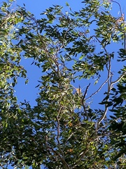 Eucalyptus miniata
