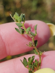 Genista pilosa