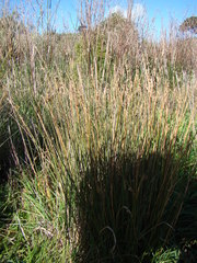 Juncus edgariae
