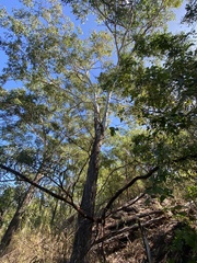Eucalyptus miniata