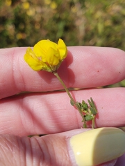 Genista pilosa
