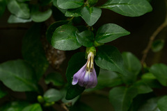 Sclerochiton harveyanus