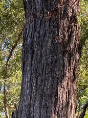 Eucalyptus miniata