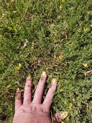 Genista pilosa