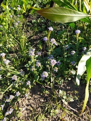 Phyllopodium cuneifolium