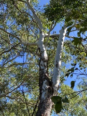 Eucalyptus miniata