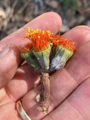 Eucalyptus miniata