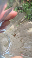 Coreus marginatus