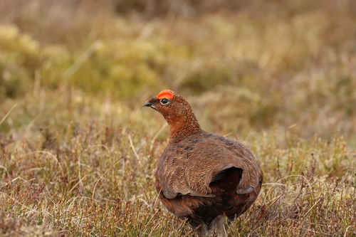 Red Grouse, North Yorkshire, UK, photo 6 of 10