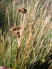 Juncus edgariae