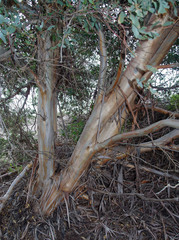 Eucalyptus utilis