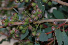 Eucalyptus utilis