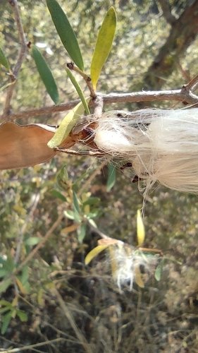 Image of Periploca angustifolia by (c) Daniel Heras González, some rights reserved (CC BY)