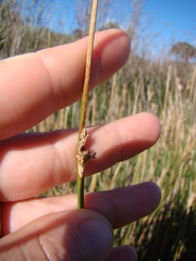 Juncus edgariae