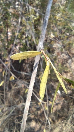 Image of Periploca angustifolia by (c) Daniel Heras González, some rights reserved (CC BY)
