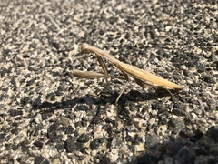 Mantis religiosa