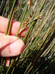 Juncus edgariae