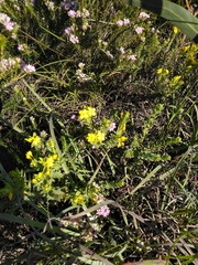 Gnidia styphelioides