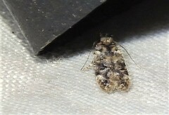 Chionodes formosella