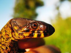 Lepidophyma pajapanensis