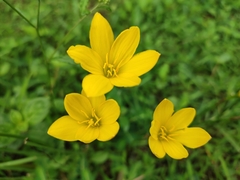 Zephyranthes citrina