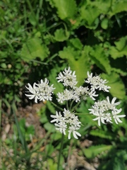 Heracleum austriacum