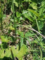 Heracleum austriacum