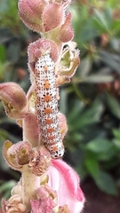 Pyrrhia