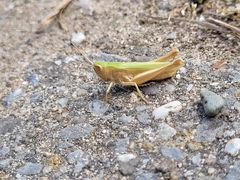 Chorthippus dorsatus