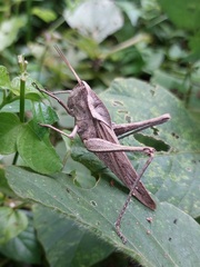 Xyleus discoideus rosulentus