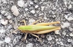 Chorthippus dorsatus