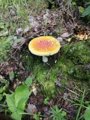 Amanita muscaria