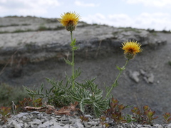 Centaurea collina